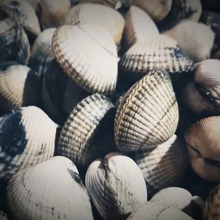 Ribeira De Fefinanes Cambados